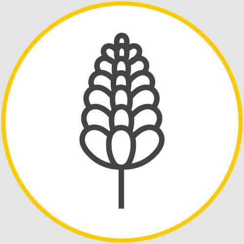 a drawing of the outline of a flower encased in a yellow circle